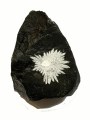 chrysan4themum stone 45 3x2x3